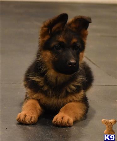 blueridgelanegsd Picture 3